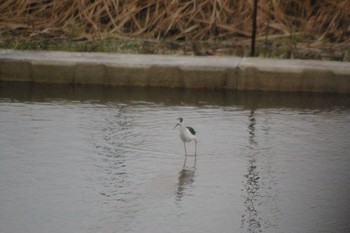 Black-winged Stilt 霞ヶ浦 Fri, 3/9/2018