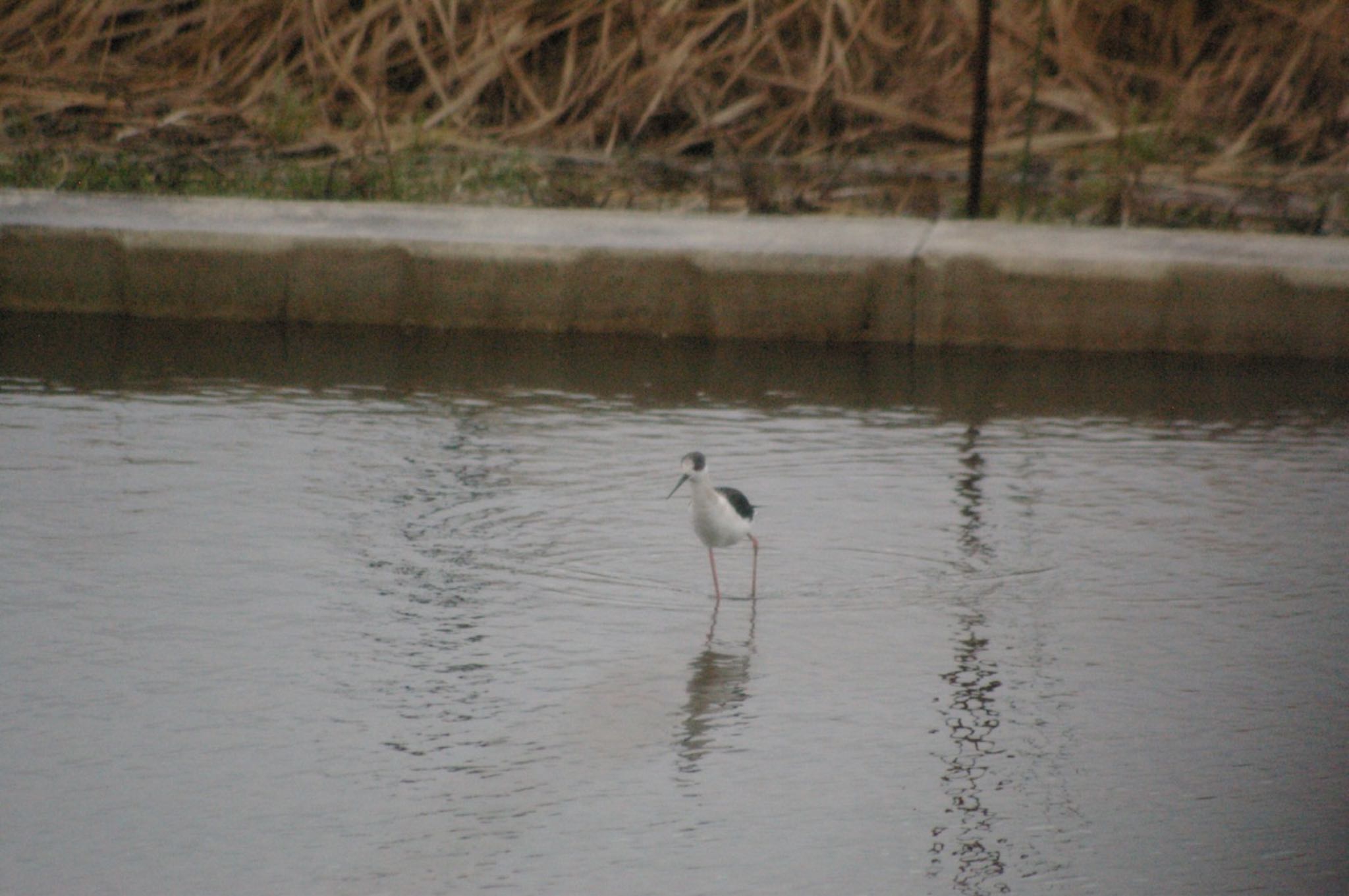 Black-winged Stilt