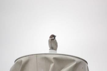 Eurasian Tree Sparrow 涸沼 Thu, 3/8/2018