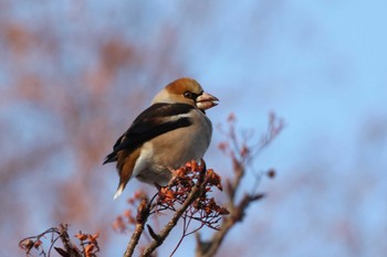 2020年1月21日(火) 北海道 函館市 東山の野鳥観察記録