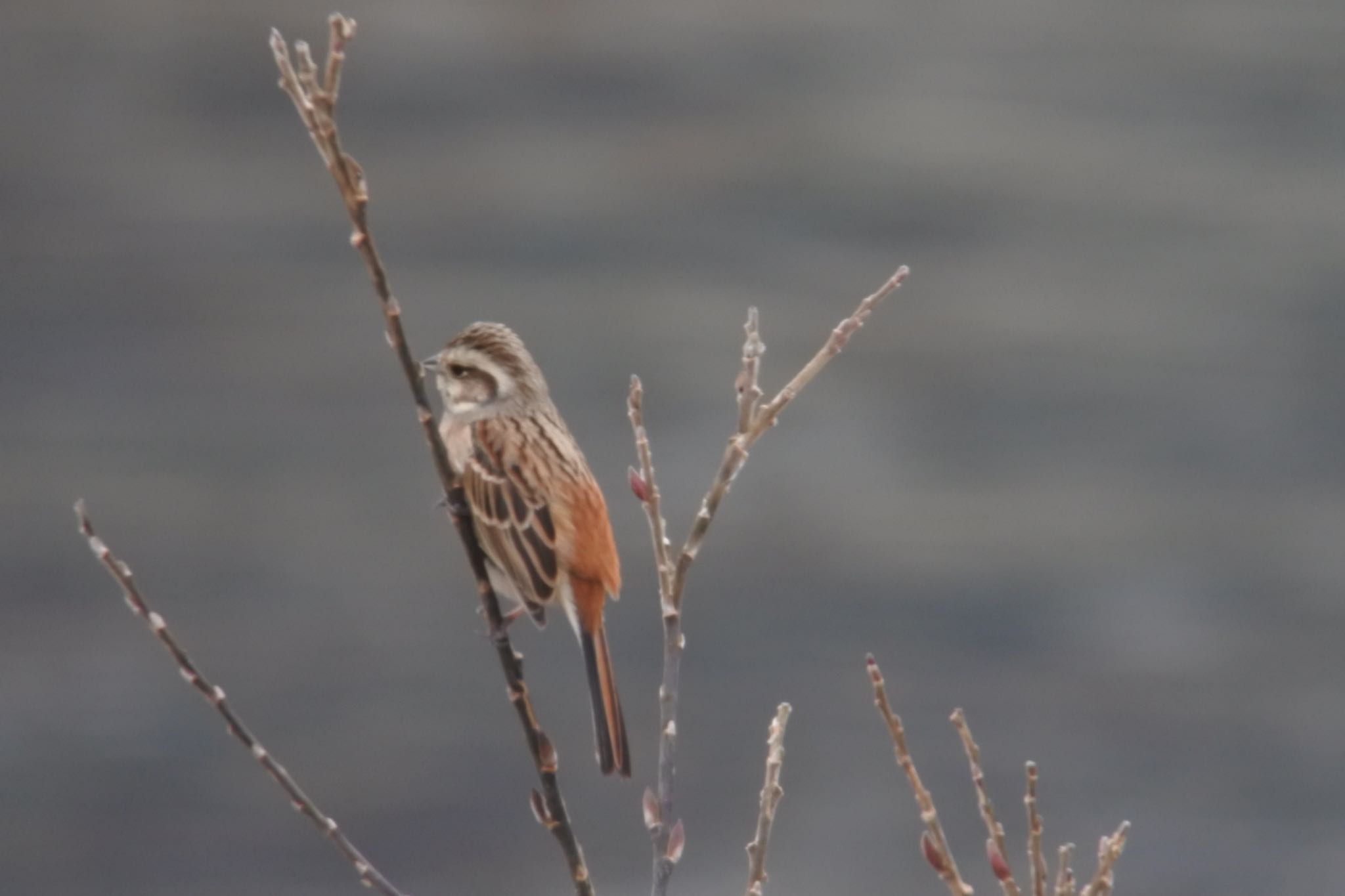 Photo of Meadow Bunting at 飛騨市古川町 by takamaro