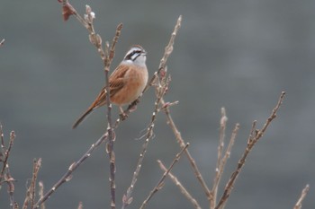 Meadow Bunting 飛騨市古川町 Mon, 1/20/2020