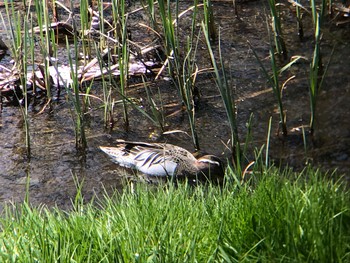 2018年3月31日(土) 野川の野鳥観察記録