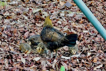 Red Junglefowl Singapore Botanic Gardens Thu, 11/28/2019