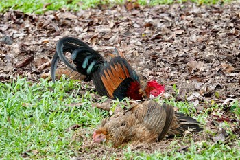 Red Junglefowl Singapore Botanic Gardens Thu, 11/28/2019