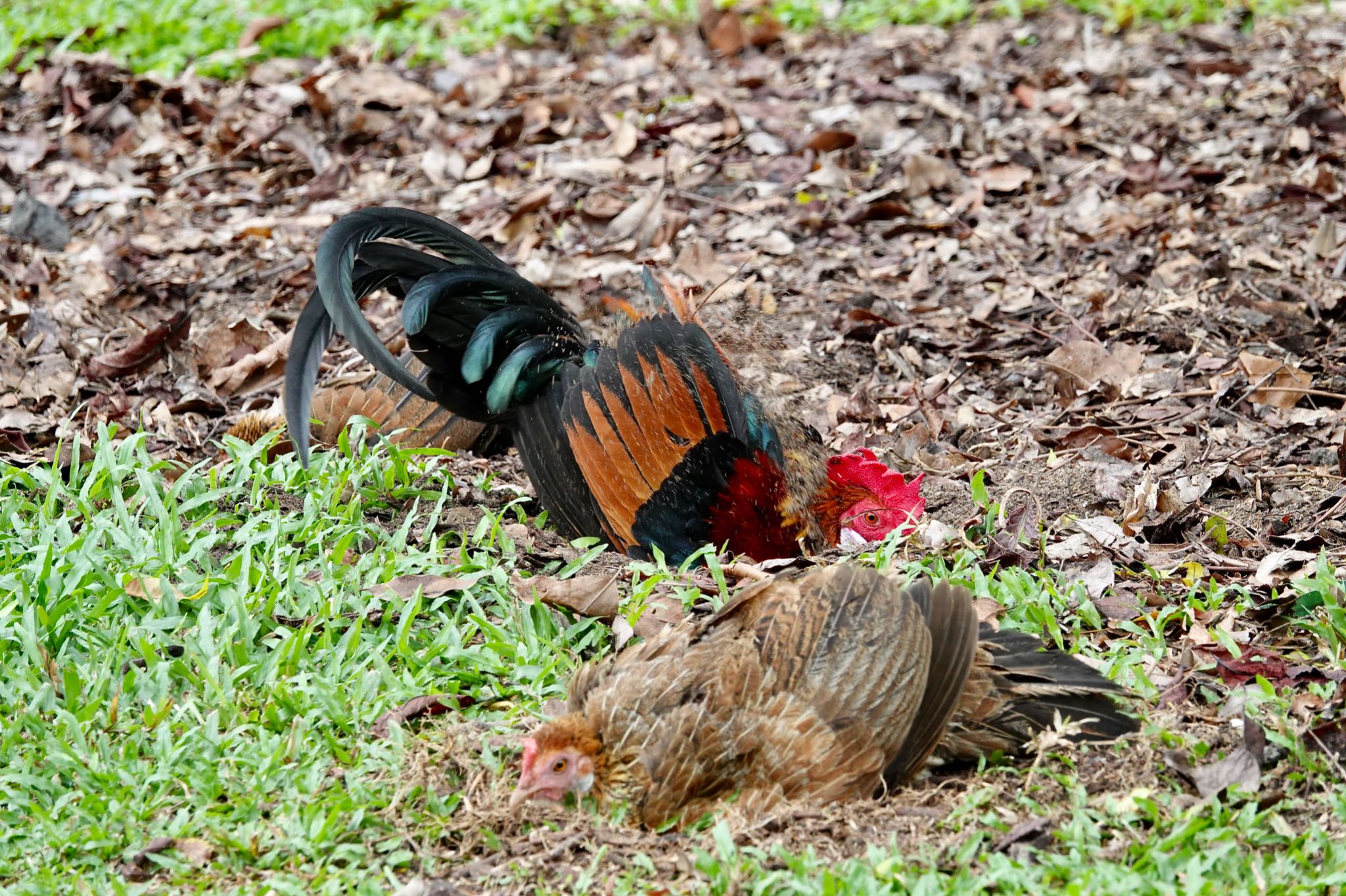 Photo of Red Junglefowl at Singapore Botanic Gardens by のどか