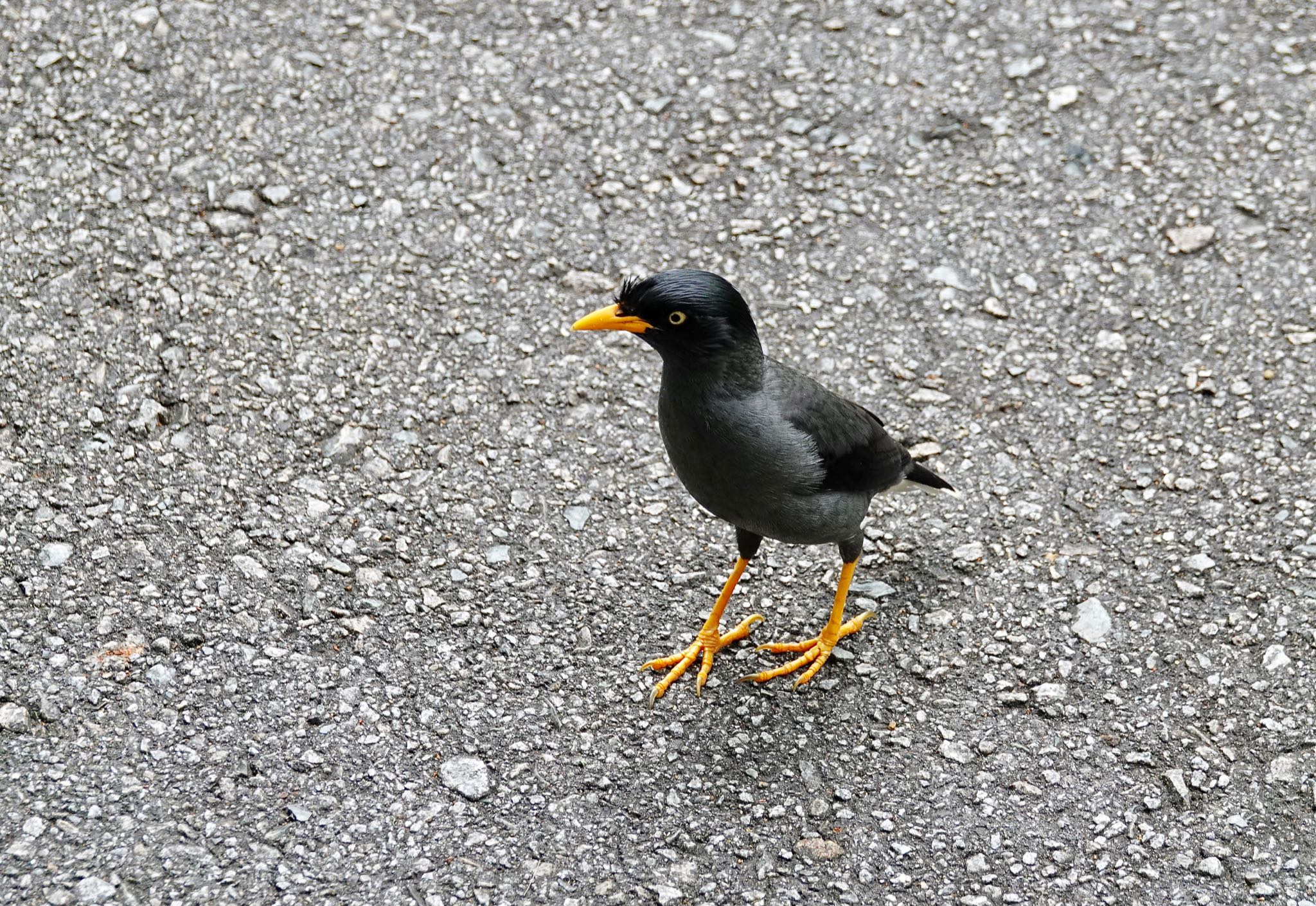 Photo of Javan Myna at Singapore Botanic Gardens by のどか