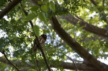 Sun, 6/3/2018 Birding report at JGSDF Kita-Fuji Exercise Area