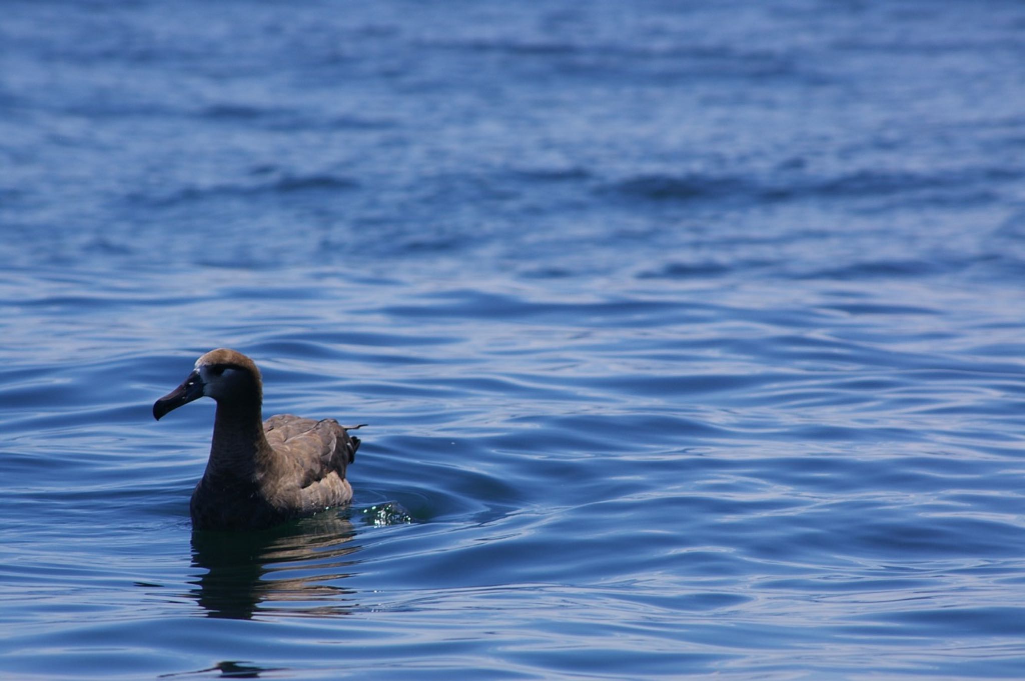 Photo of Black-footed Albatross at 銚子沖 by ハチワレ