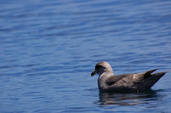 Northern Fulmar 銚子沖 Sun, 7/8/2018