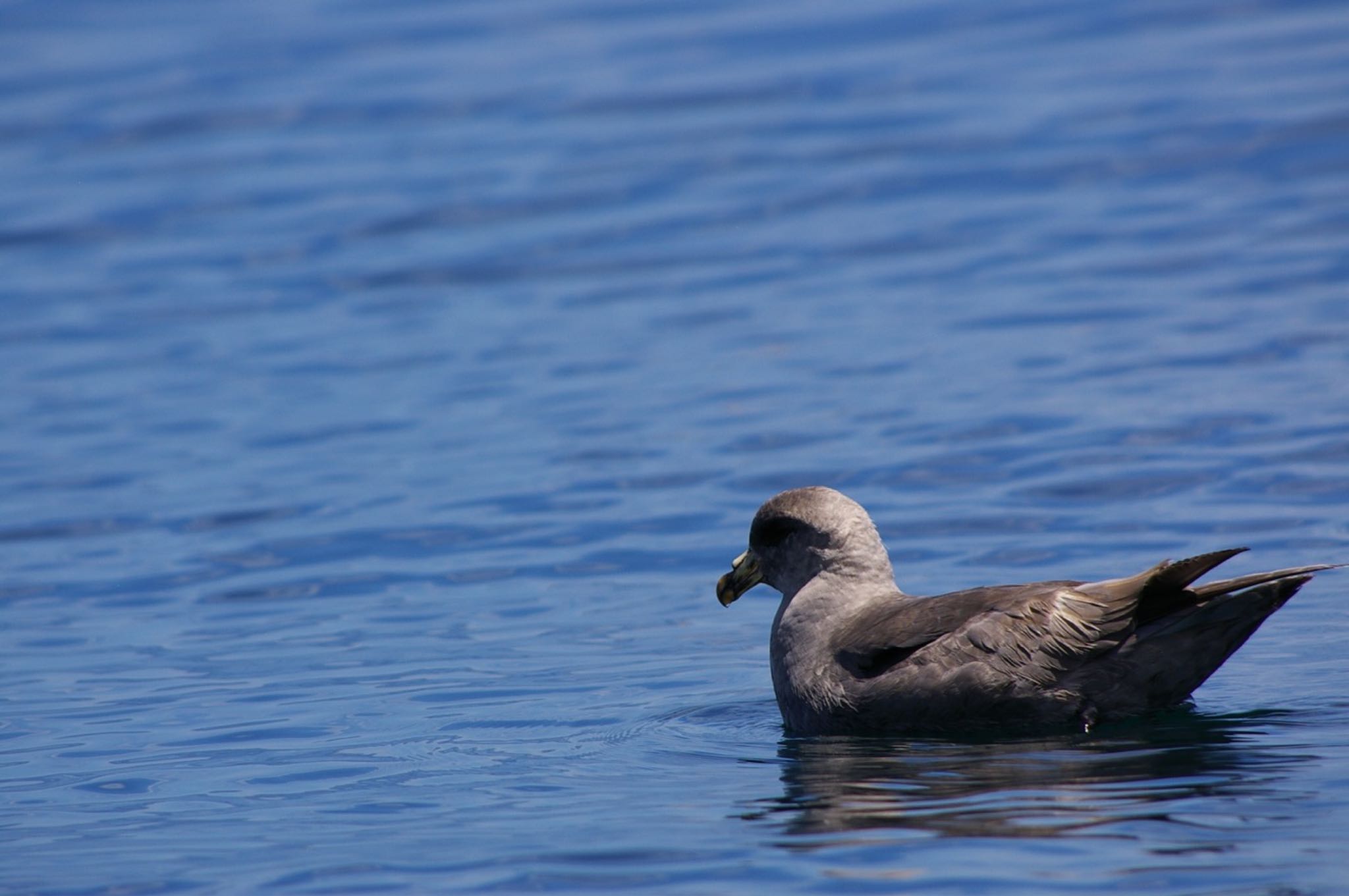 Photo of Northern Fulmar at 銚子沖 by ハチワレ