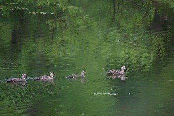 Eastern Spot-billed Duck 戸隠 Sat, 7/21/2018