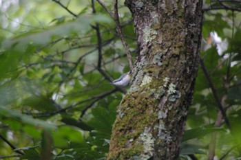 Eurasian Nuthatch Lake Utonai Mon, 8/27/2018