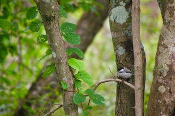 Marsh Tit Lake Utonai Mon, 8/27/2018