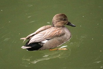 2020年1月4日(土) 三ツ池公園(横浜市鶴見区)の野鳥観察記録