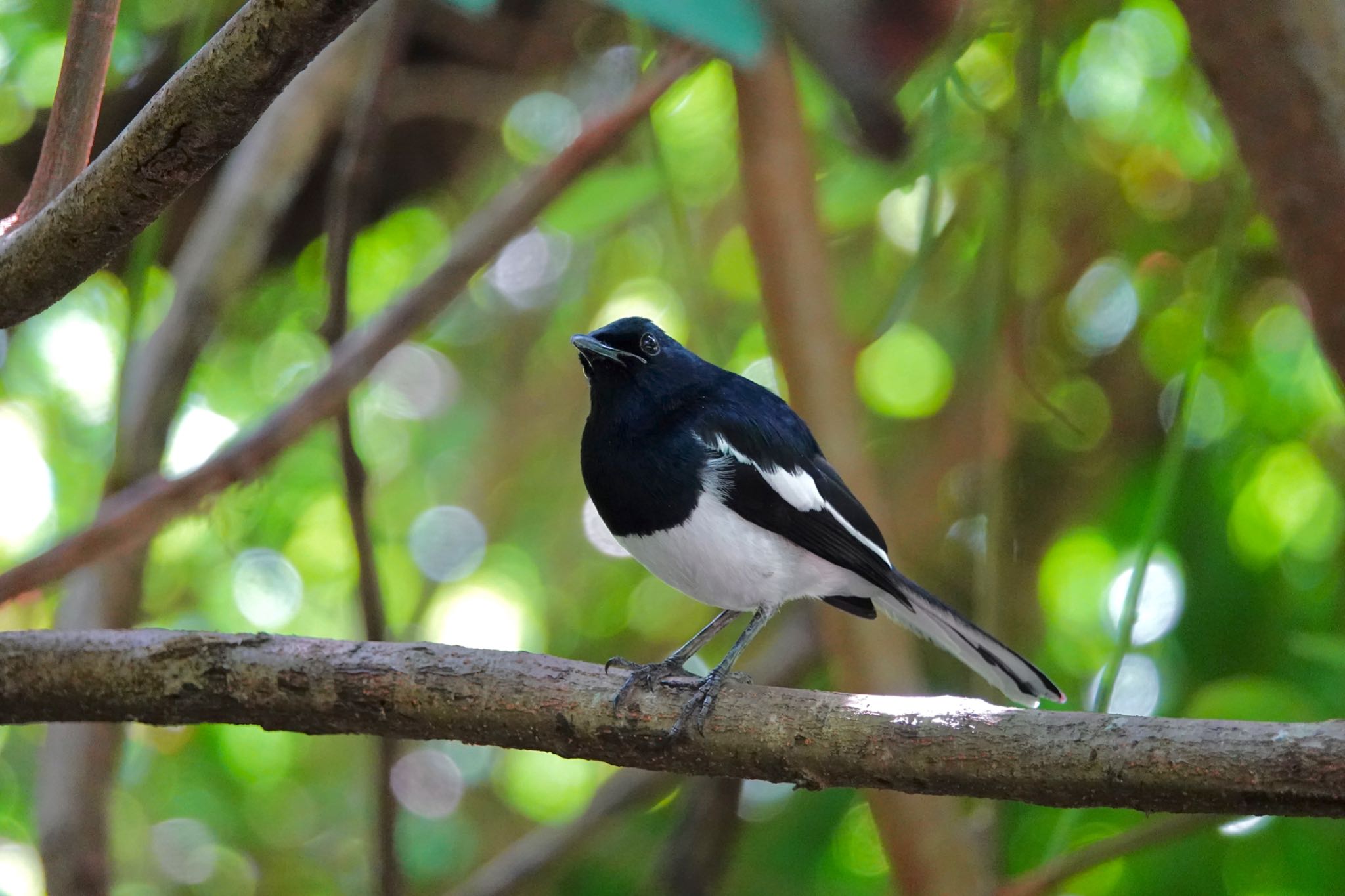 Photo of Oriental Magpie-Robin at Singapore Botanic Gardens by のどか