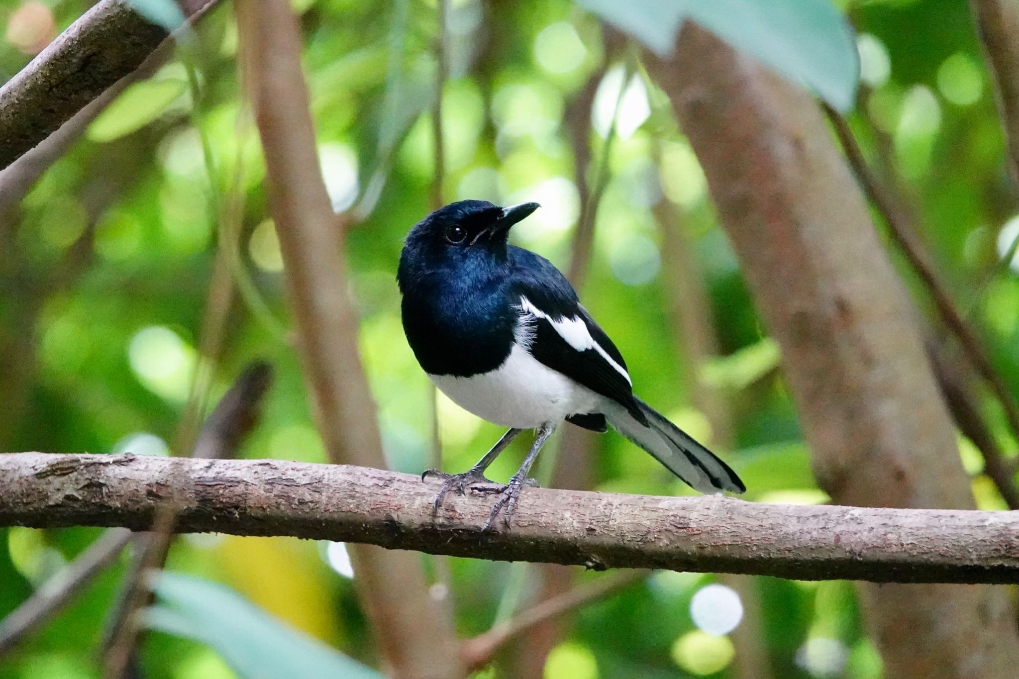 Oriental Magpie-Robin