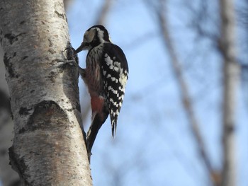 White-backed Woodpecker(subcirris)