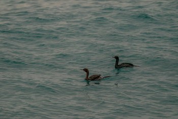 Pelagic Cormorant