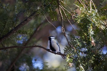 Japanese Tit 長野県（中信） Tue, 1/21/2020