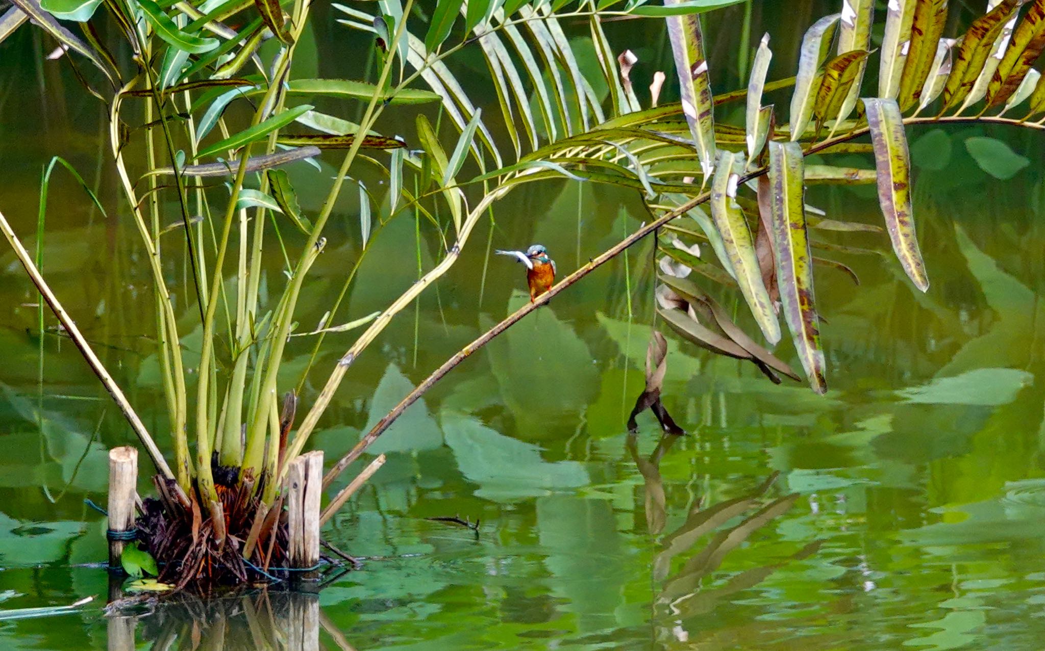 Photo of Common Kingfisher at Singapore Botanic Gardens by のどか