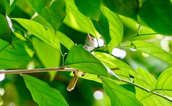 アカガオサイホウチョウ シンガポール植物園 2019年11月28日(木)