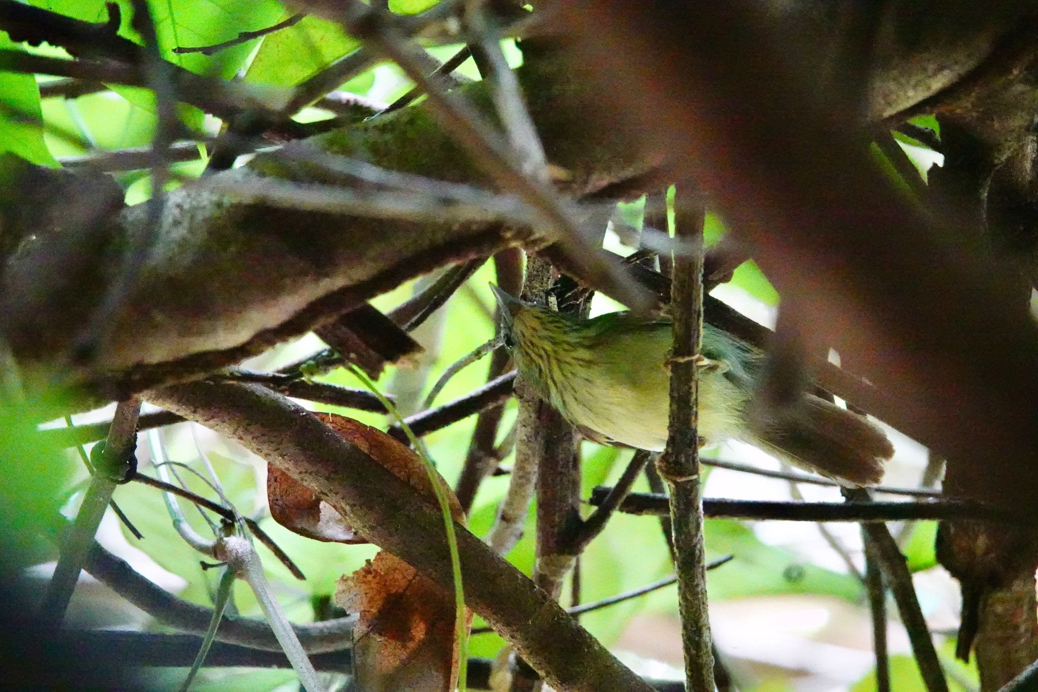 Pin-striped Tit-Babbler