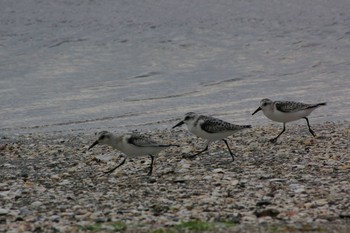 Mon, 9/17/2018 Birding report at Sambanze Tideland