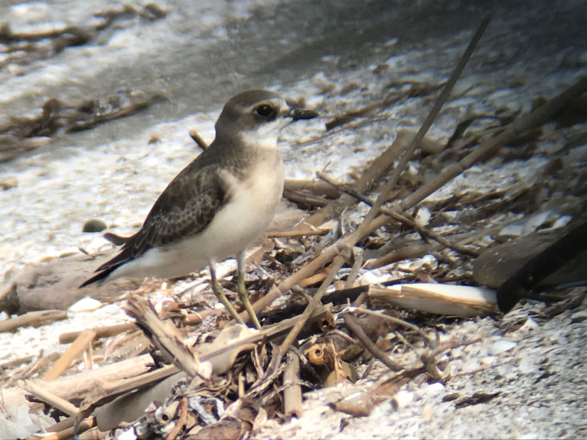 Photo of Siberian Sand Plover at Sambanze Tideland by ハチワレ