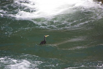 Great Cormorant 相模川 Sat, 10/6/2018