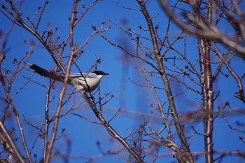 2018年12月15日(土) 多摩川の野鳥観察記録