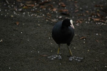 Eurasian Coot Teganuma Sat, 10/13/2018