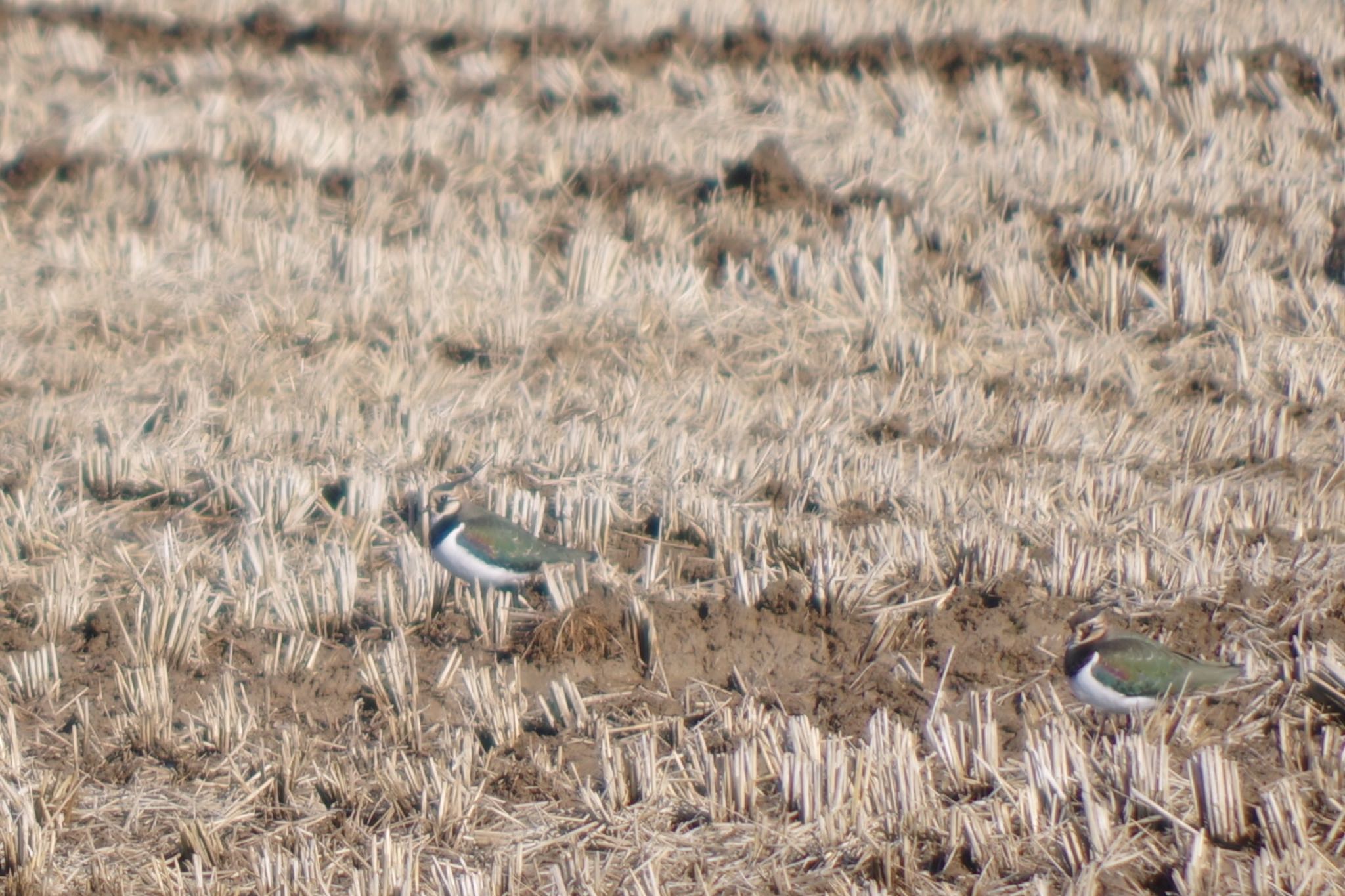 Photo of Northern Lapwing at Izunuma by ハチワレ