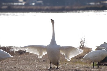 2018年12月27日(木) 伊豆沼の野鳥観察記録