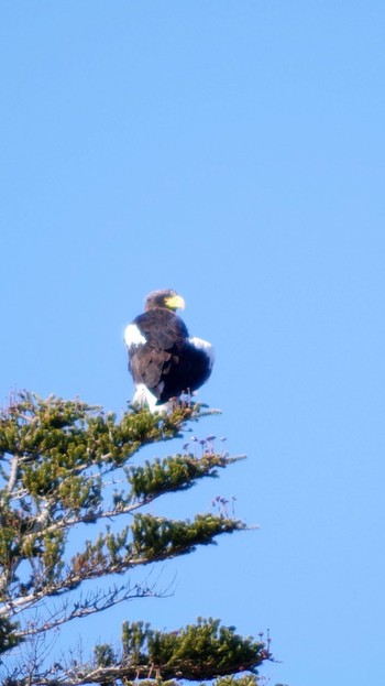 Steller's Sea Eagle Izunuma Fri, 12/28/2018