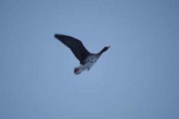 Greater White-fronted Goose Izunuma Fri, 12/28/2018