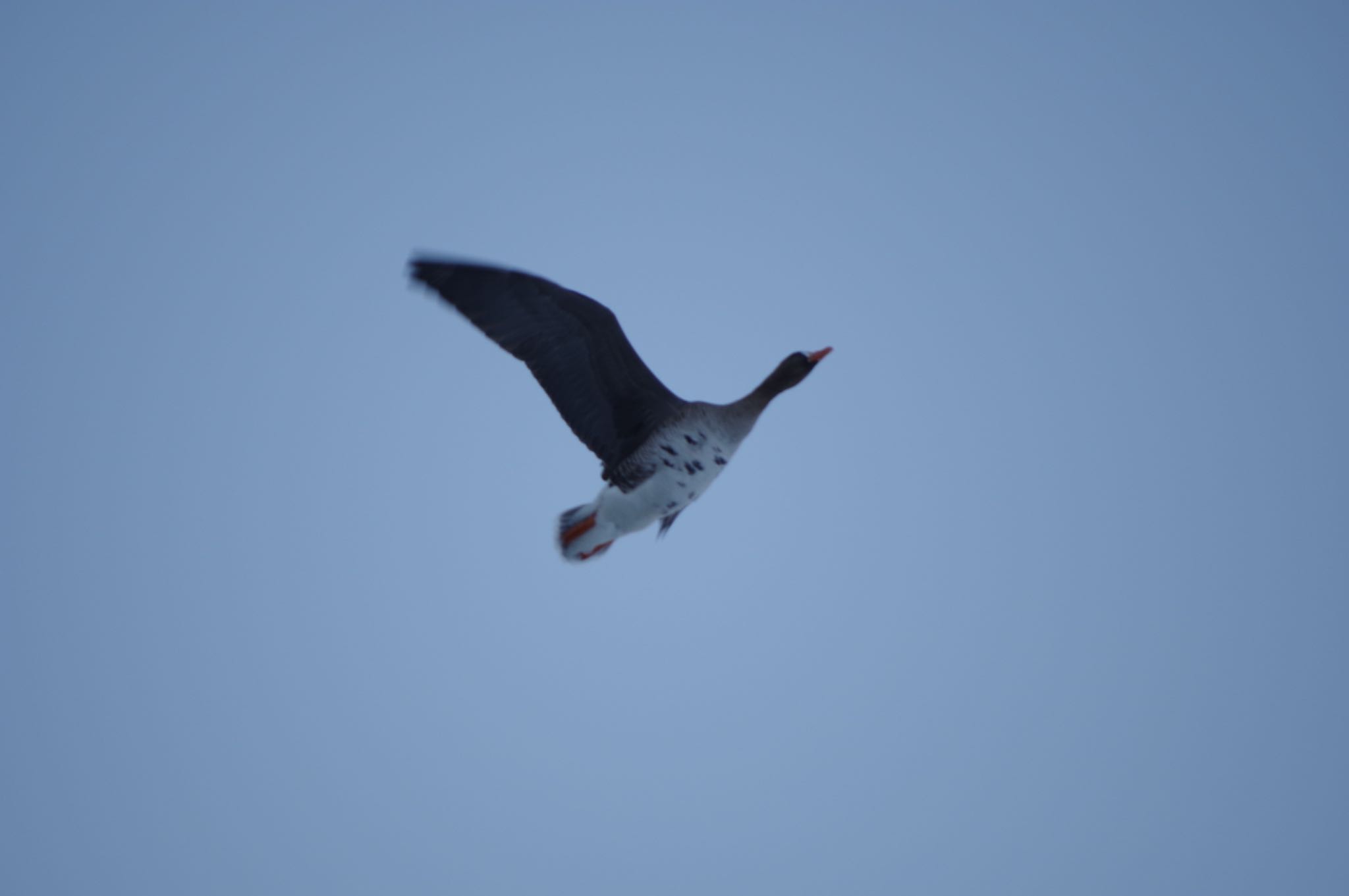 Greater White-fronted Goose