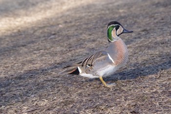 Sat, 1/5/2019 Birding report at Minuma Rice Field