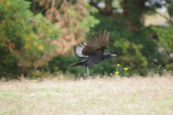 2018年11月1日(木) 昭和記念公園の野鳥観察記録