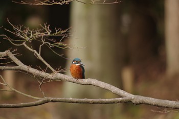 Common Kingfisher Machida Yakushiike Park Sat, 12/8/2018