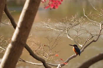 Common Kingfisher Machida Yakushiike Park Sat, 12/8/2018