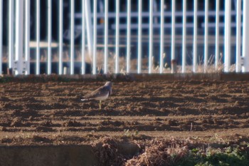 2019年1月9日(水) 平塚の野鳥観察記録