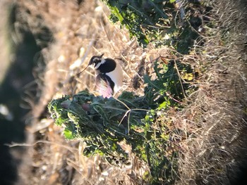 Northern Lapwing 平塚 Wed, 1/9/2019