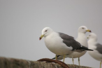 Black-tailed Gull Choshi Fishing Port Tue, 3/27/2018