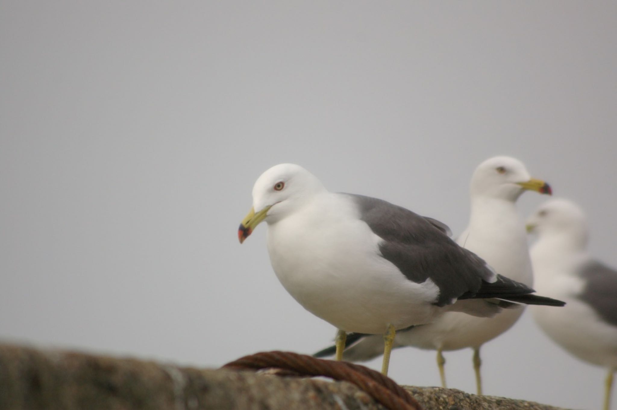 Photo of Black-tailed Gull at Choshi Fishing Port by ハチワレ