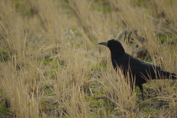 Rook Watarase Yusuichi (Wetland) Tue, 1/8/2019