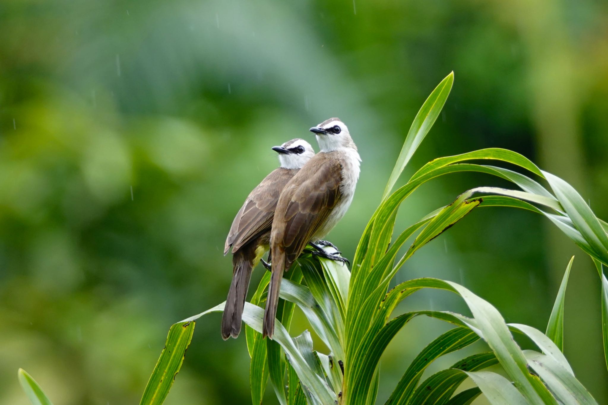 Yellow-vented Bulbul