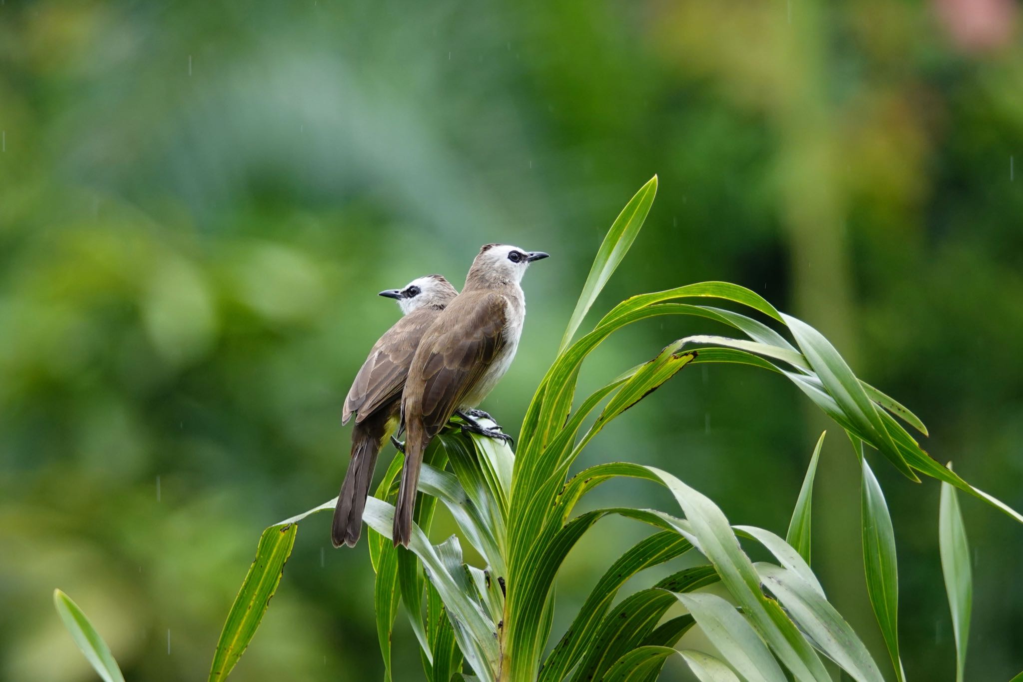 Yellow-vented Bulbul