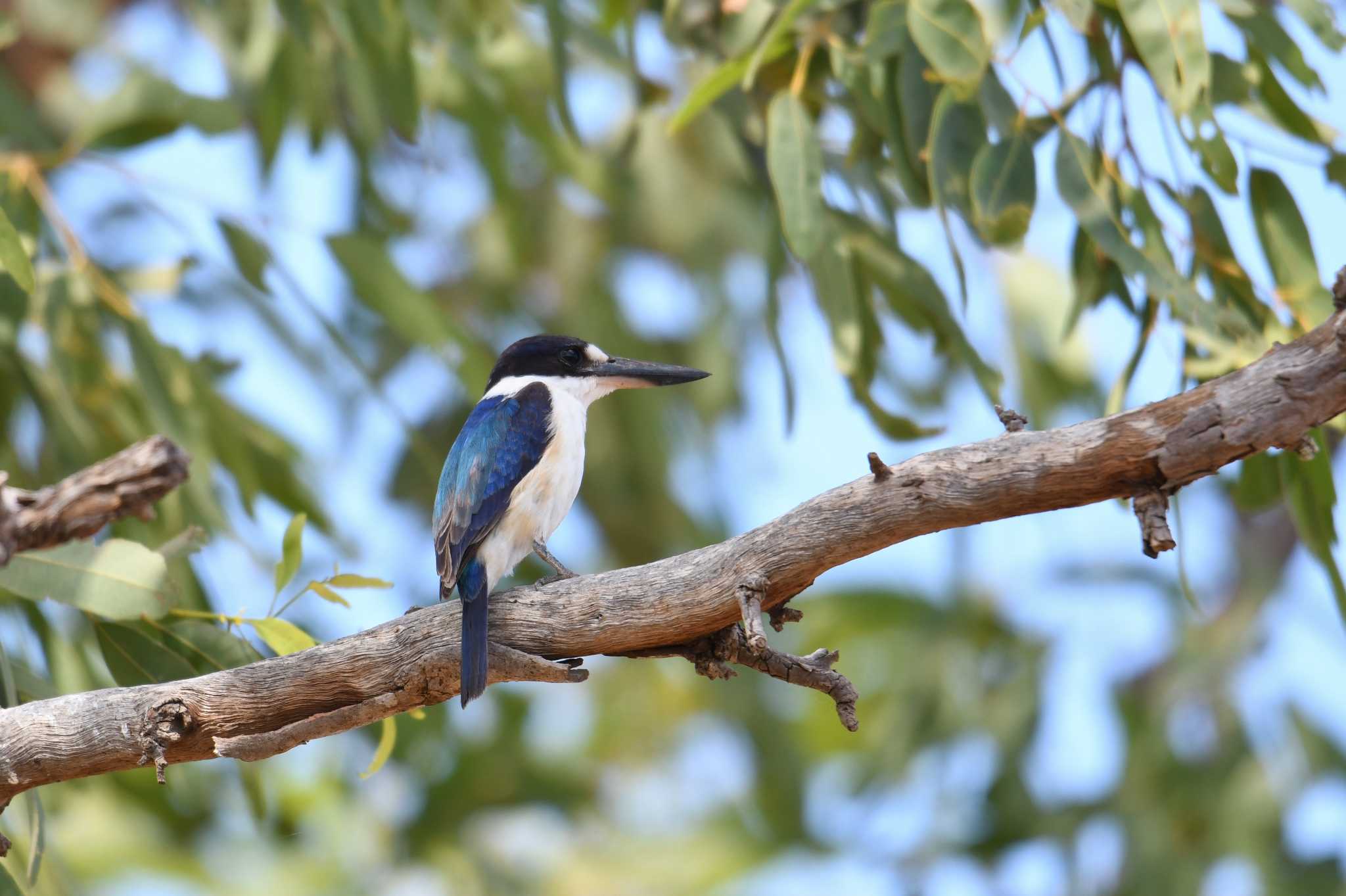 Photo of Forest Kingfisher at Lake Field National Park by あひる