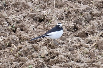 Japanese Wagtail 姫路市 Tue, 1/21/2020